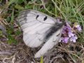 Parnassius mnemosyne